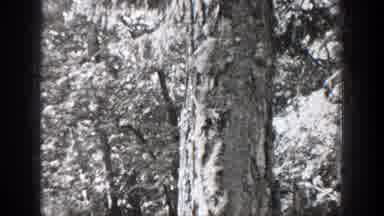 Chelan Washington (1939): Black And White Dotage Of Squirrel Climbing A Tree