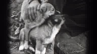 Chelan Washington (1939): Man Walking In The Forest With Lots Of Trees Around And