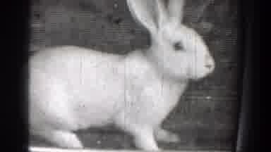 Chelan Washington (1939): A Bunny Was Rescued From The Stream That Almost Took It