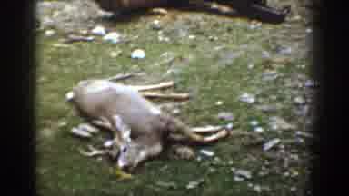 Chelan Washington (1939): Hunters Stacking Deer In The Forest With Tree Stumps