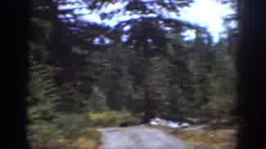 Chelan Washington (1939): Trees And Bush On A Trail