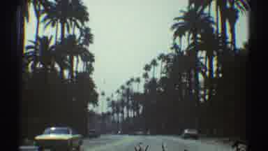 Los Angeles California (1969): A Beautiful Tropical Scene Of A Road Lined With