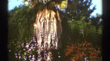 Los Angeles California (1969): Large Resort Area With An Old Tree And People