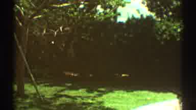Los Angeles California (1969): Old Video Of A Small Backyard With A Tree And Patio