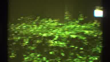 Los Angeles California (1969): View Of Green Lawn And Shrubs On A Bright Sunny Day