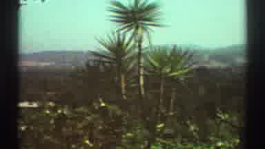 Los Angeles California (1969): Semi Arid Area In California With Palm Trees And