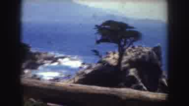 California-1952: View Of Lone Cypress Tree On Rocky Coastline With Blue Ocean
