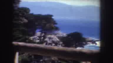 California-1952: Fallen Tree Forms A Beautiful Natural Environment
