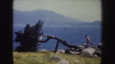 California-1952: Person Climbing On Rocks Heading Towards The Fallen Tree At The Edge Of The Sea