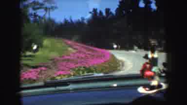 CALIFORNIA-1952: Driving Through Neighborhood With Pink Flower Beds And Girl In Straw Hat