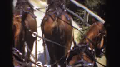 California (1952): Riding Horse Group Run Farm Near Tree House Soil Road