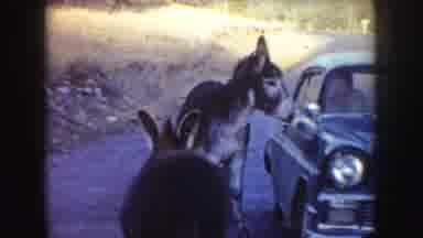 Idaho (1955): Two Friendly Donkeys Interact With A Man Sitting Inside A Car