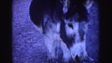 Idaho (1955): Filming And Cuddling On One Of The Two Donkeys Loose On The Road