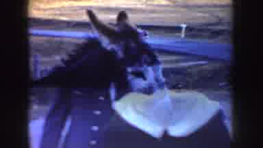 Idaho (1955): People Interacting With A Horse In The Middle Of The Road