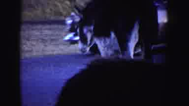 Idaho (1955): Old Video Of An Donkeys An Lady And A Car