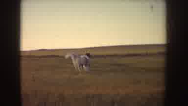Idaho (1955): Vintage Footage Of Two Horses Moving In A Field At Sunset