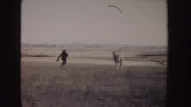 Idaho (1955): Man Running After Horse Pasture Horses