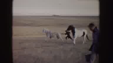Idaho (1955): A Home Movie Depicting Wild Horses And A Person Running After One