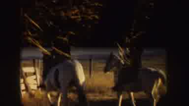 Idaho (1955): Two Women Riding White Horses In The Field Surrounded By Trees On A