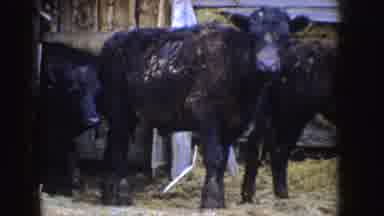 Idaho (1955): Group Of Black Waves Coming Out Of The Barn A Lot Of Grass In The