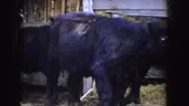 Idaho (1955): Black Cattle Leave White Wooden Structure On A Clear Day