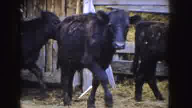 Idaho (1955): Cal's Leaving Barn To Graze In Pasture