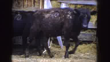Idaho (1955): Black Cows Walk Out Of A Cow Shed On A Farm