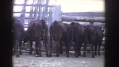 Idaho (1955): Cows Feeding On The Farm Walking Out Of The Barn