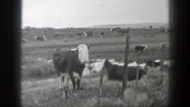 Montana (1939): Healthy Adult Cows In The Farmfield