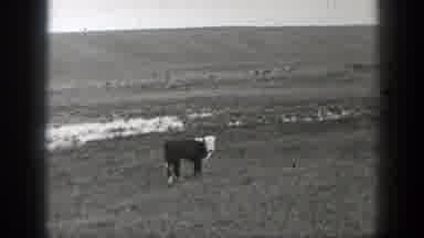 Montana (1939): Pair Of Cattle Standing Near Waterhole In Field On A Clear Day