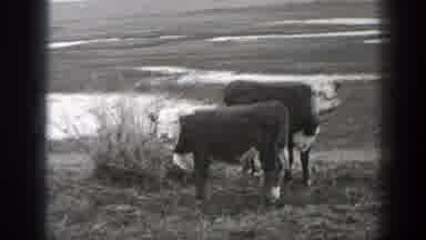Montana (1939): View Of A Pair Of Cattle And Man Riding On Horseback On A Clear