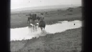 Montana (1939): Men Riding Horses Through Water In Grassland With Cattle Nearby