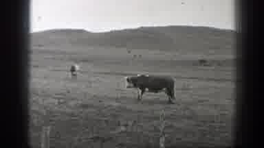Montana (1939): A Large Open Grass Field With Big Cows