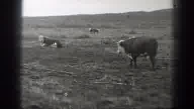 Montana (1939): It's A Cows New Life As Social Distancing Impacts The Herd And