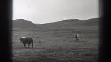 Montana (1939): Rancher On Horseback Herding Cattle In And Around Pen