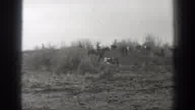 Montana (1939): Herd Of Cows Moving Downhill Lead By Cowboys Riding Horses Black