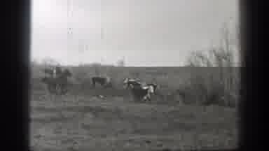 Montana (1939): People On Horses Running Off Animals