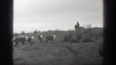 Montana (1939): Man On Horseback In Field Midst Frightened Running Cows