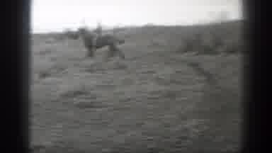 Montana (1939): Man Riding Horse Scaring Cattle In The Middle Of The Farm