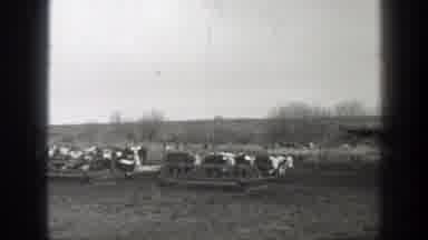 Montana (1939): Herd Of Cattle Runs Through Field On A Clear Day