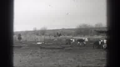 Montana (1939): View Of Cattle Running Through Field On A Clear Day