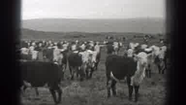 Montana (1939): View Of Cattle Standing And Grazing In Field On A Cloudy Day