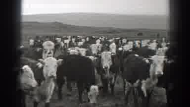 Montana (1939): Large Herd Of Cows Standing Walking And Grazing In Open Field