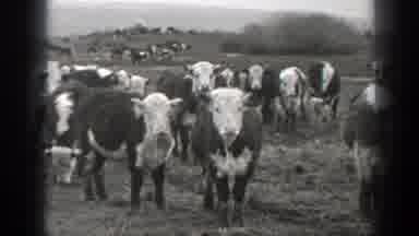 Montana (1939): A Land Crowded With Several Cows Eating All Over The Grass