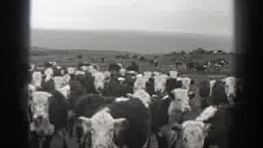 Montana (1939): Two Cows Head Butting In Field On A Clear Day