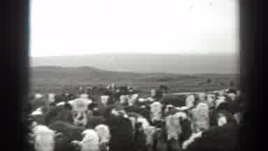 Montana (1939): Herd Of Cows In Large Fields And Pastures In The Countryside In