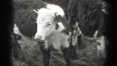 Montana (1939): Herd Of Bovines On Ranch With Person In Corral Close Ups Of Bovine