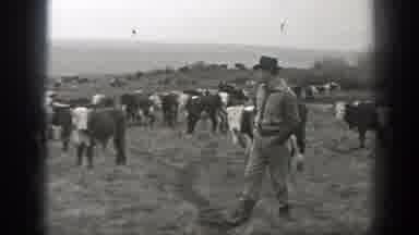 Montana (1939): A Man Walking In A Field Surrounded By Cows While Two Cows Chase