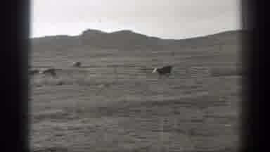 Montana (1939): View Of Cows Running Through Field While Man Wearing Black Hat