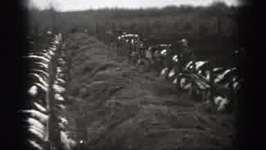 Montana (1939): Cows Being Unwillingly Caged On A Big And Scary Farm